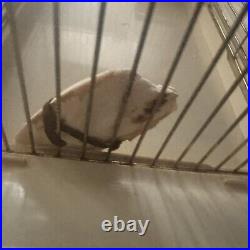 Rare Mid Century Modern Vintage Bird Cage Excellent Condition Rare Mid Century Modern Vintage Bird Cage Excellent Condition