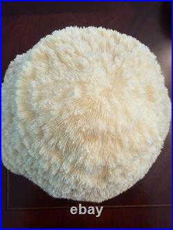 Vintage Coral Mushroom Lamp Excellent Works RARE